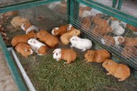 /album/conejos-y-cuyes-en-venta/propiedad-de-criaderps-samaniego-8-jpg/